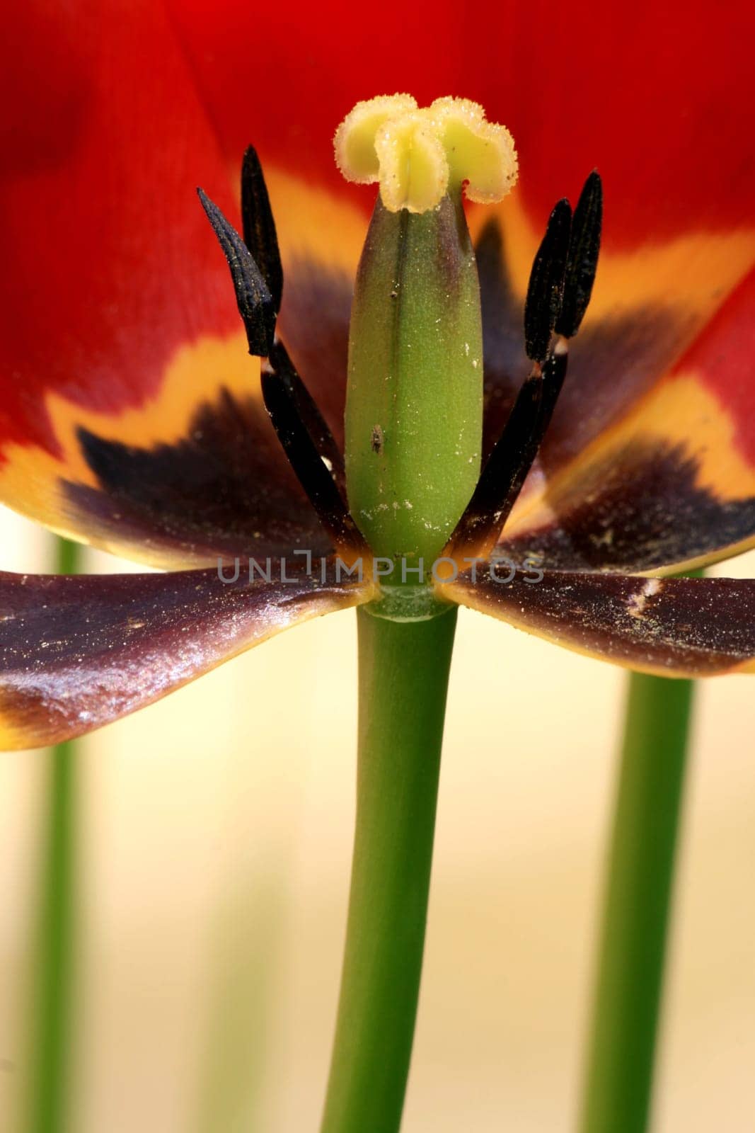 Tulip