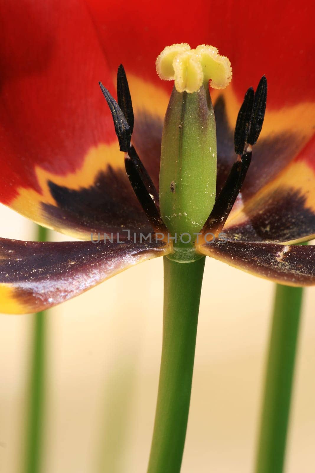 Tulip