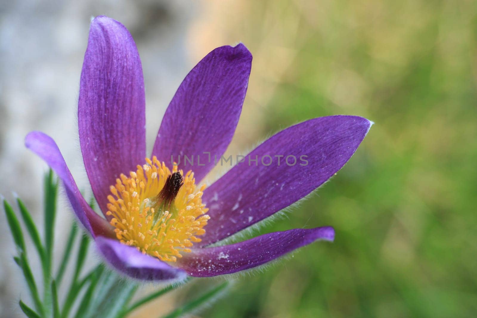 Pasque flower