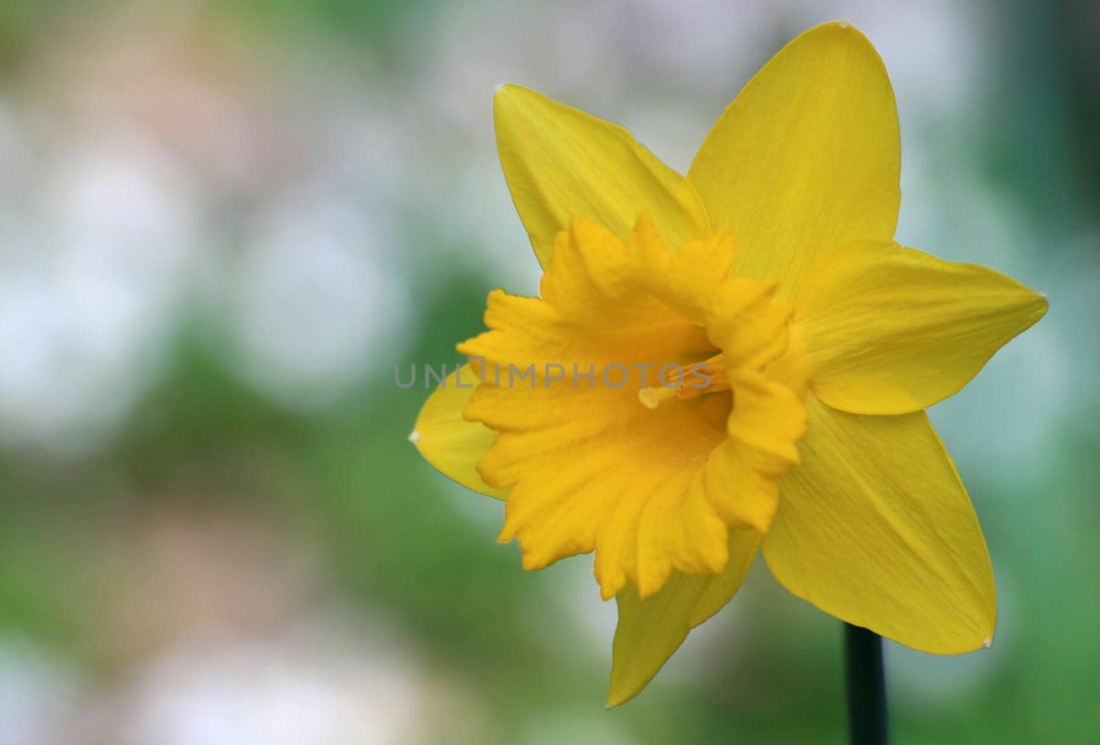 Narcissus