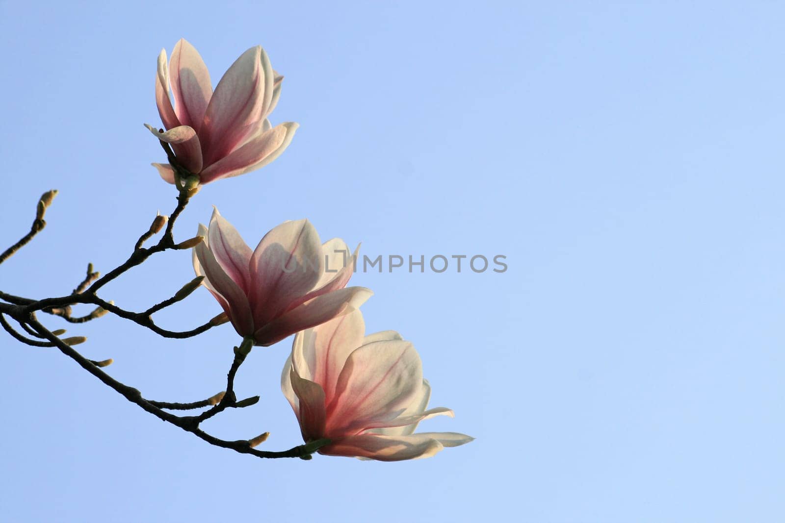 Magnolia Blossom