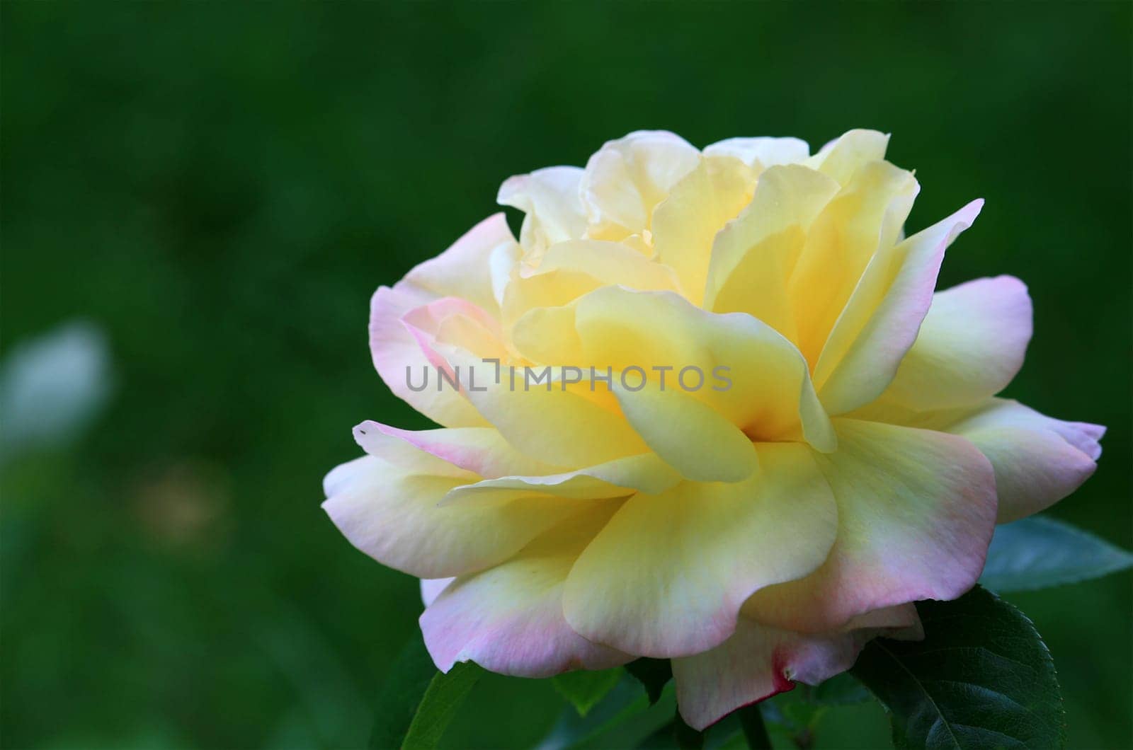 rose without hip without rosehip