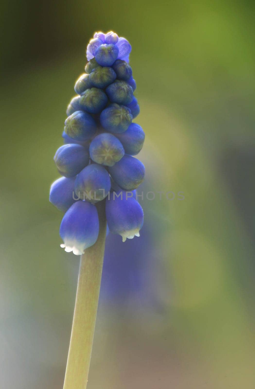 Grape hyacinth
