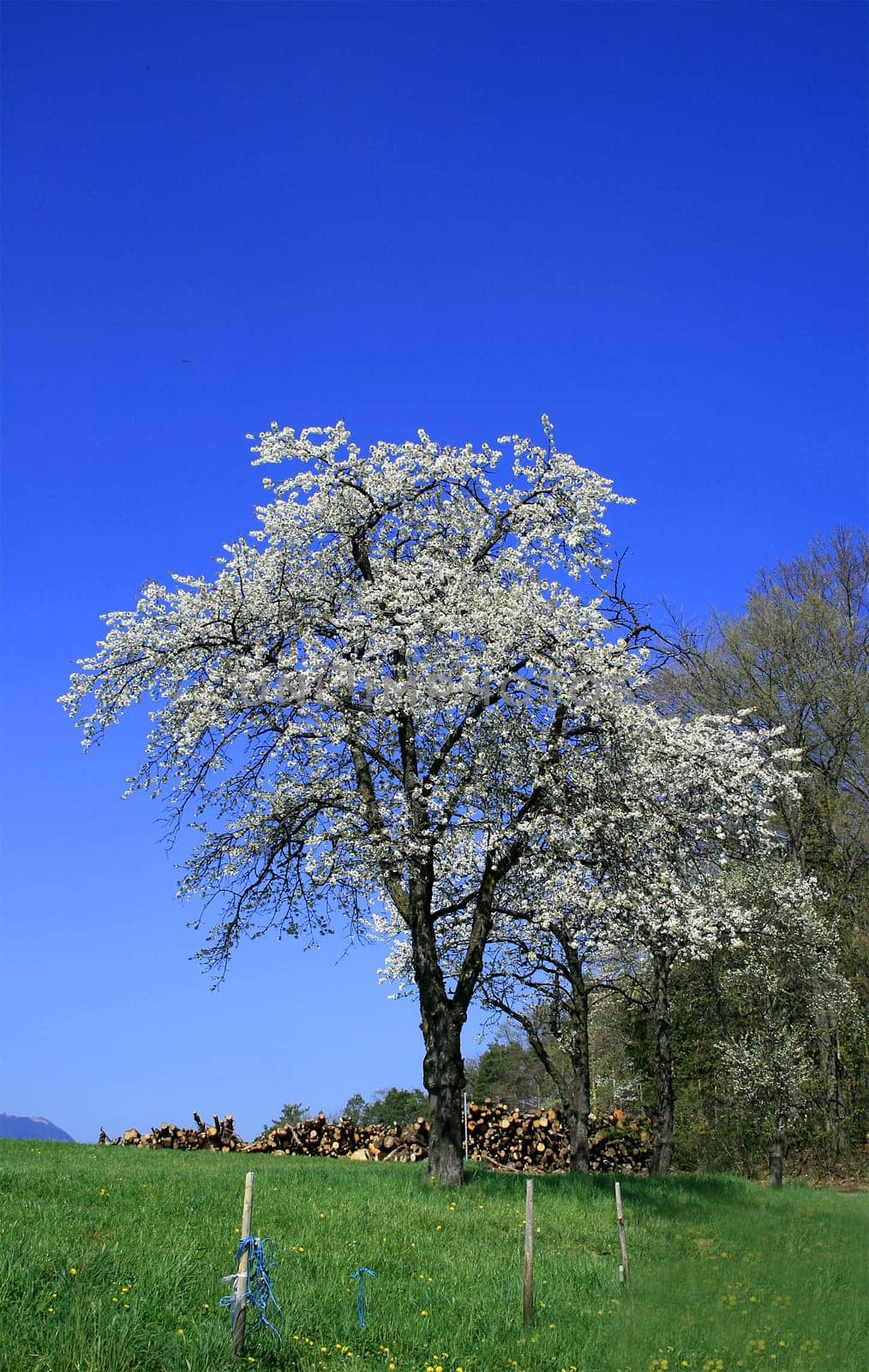 Orchard meadow
