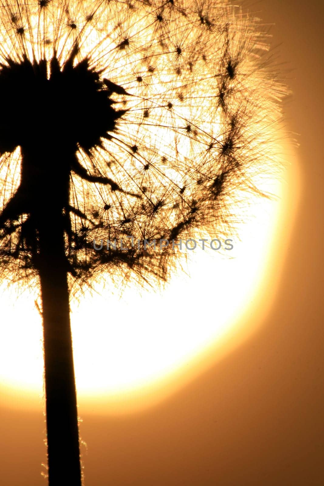 Dandelion