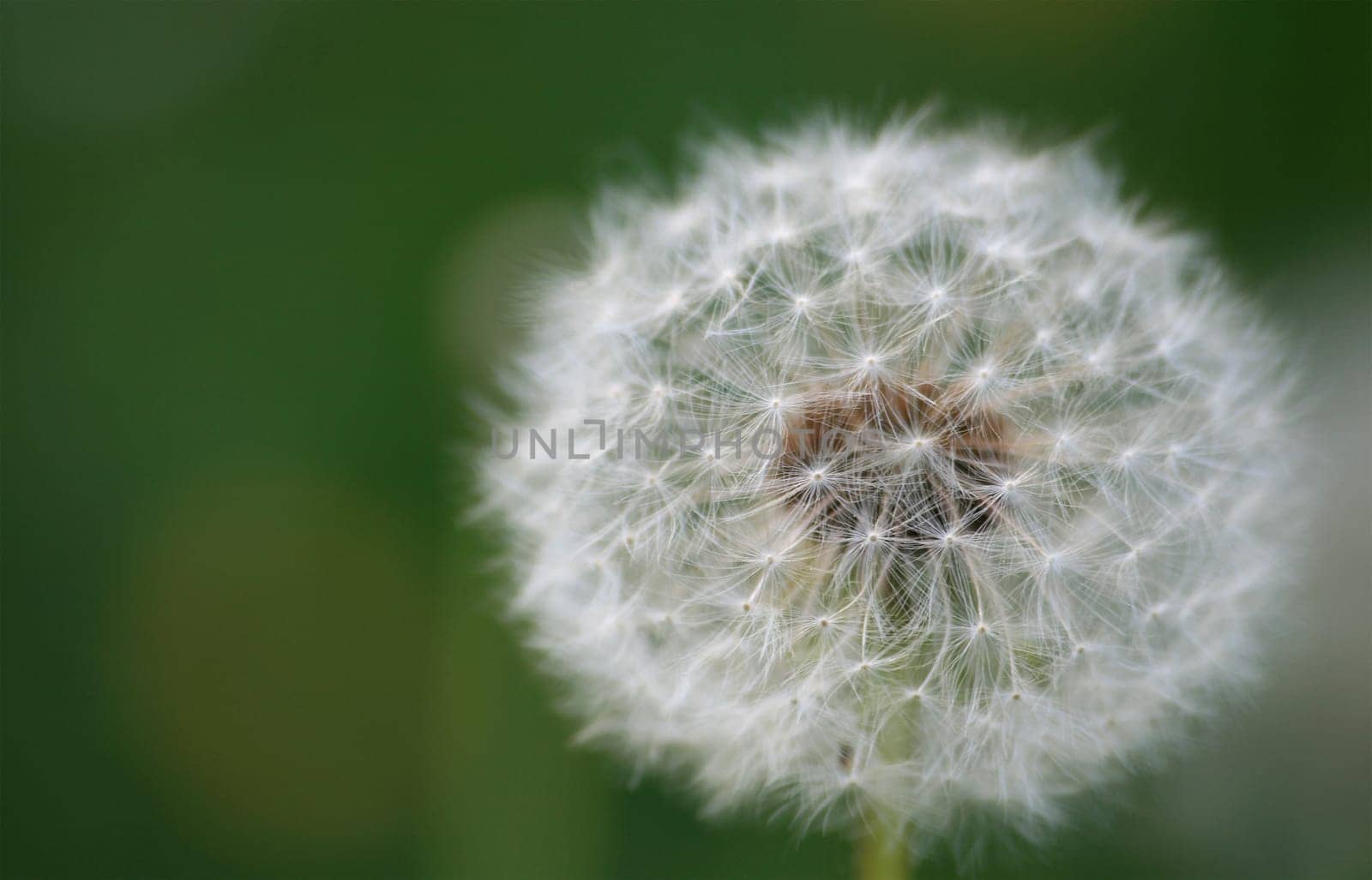 Dandelion