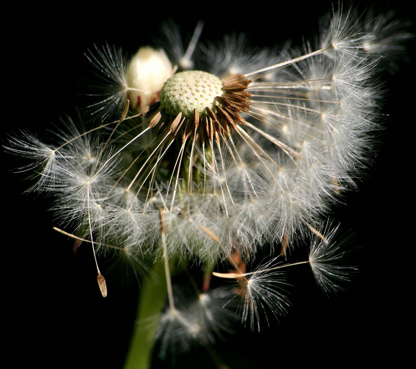 Dandelion