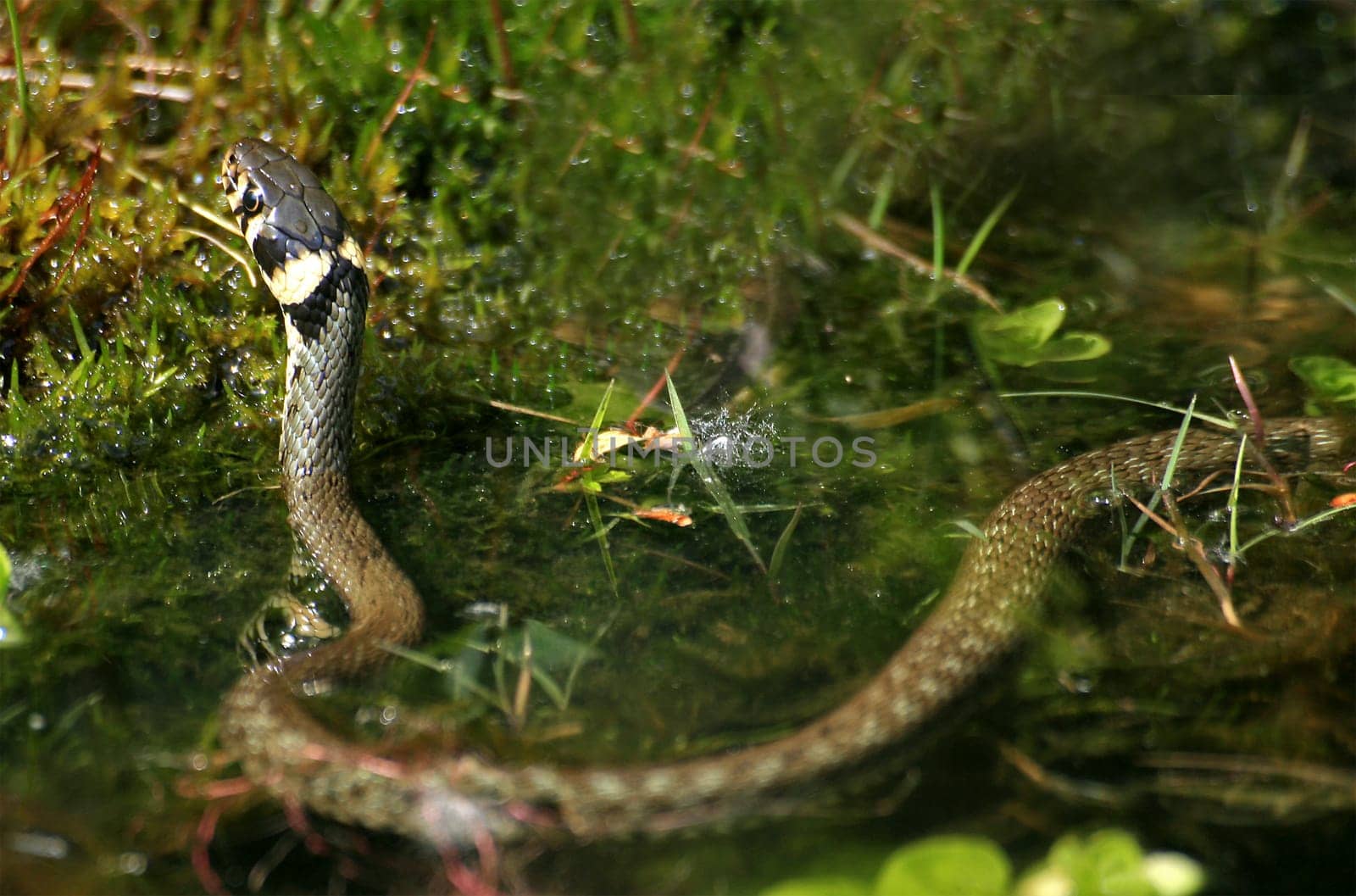 Grass snake