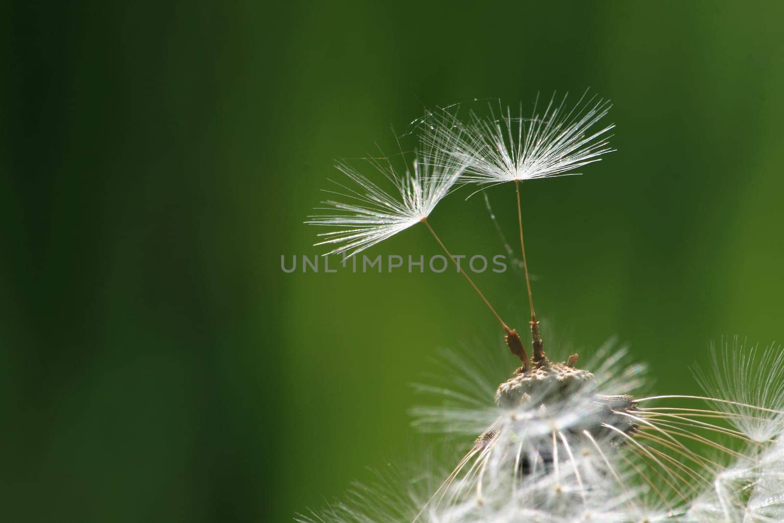 Dandelion