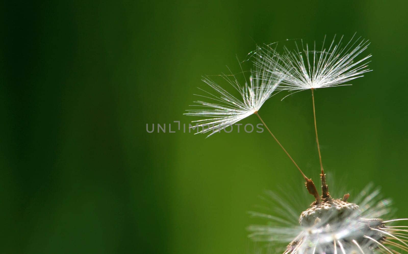 Dandelion