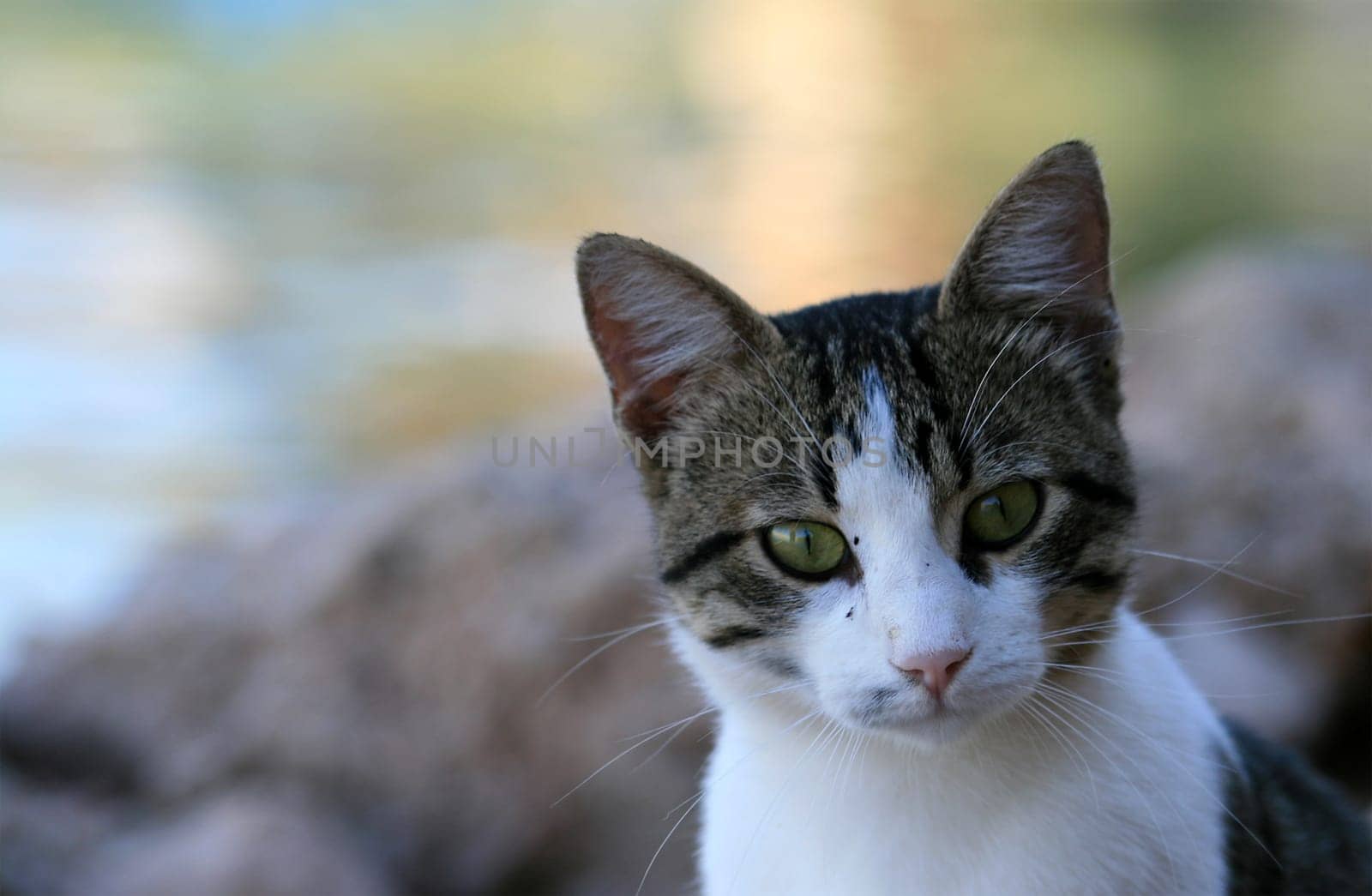 (cat animal) without big