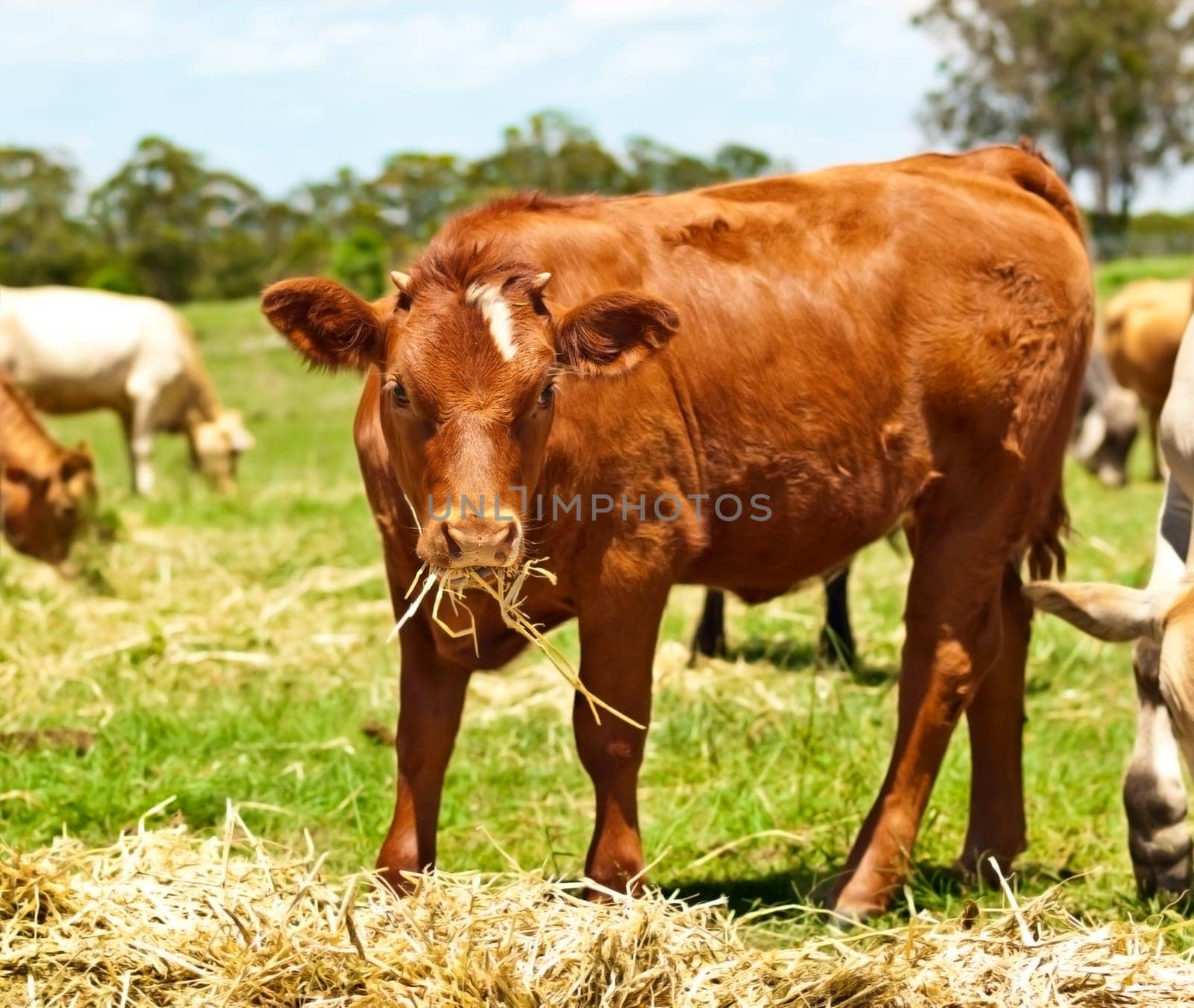 young brown cow heifer feeding on hay
