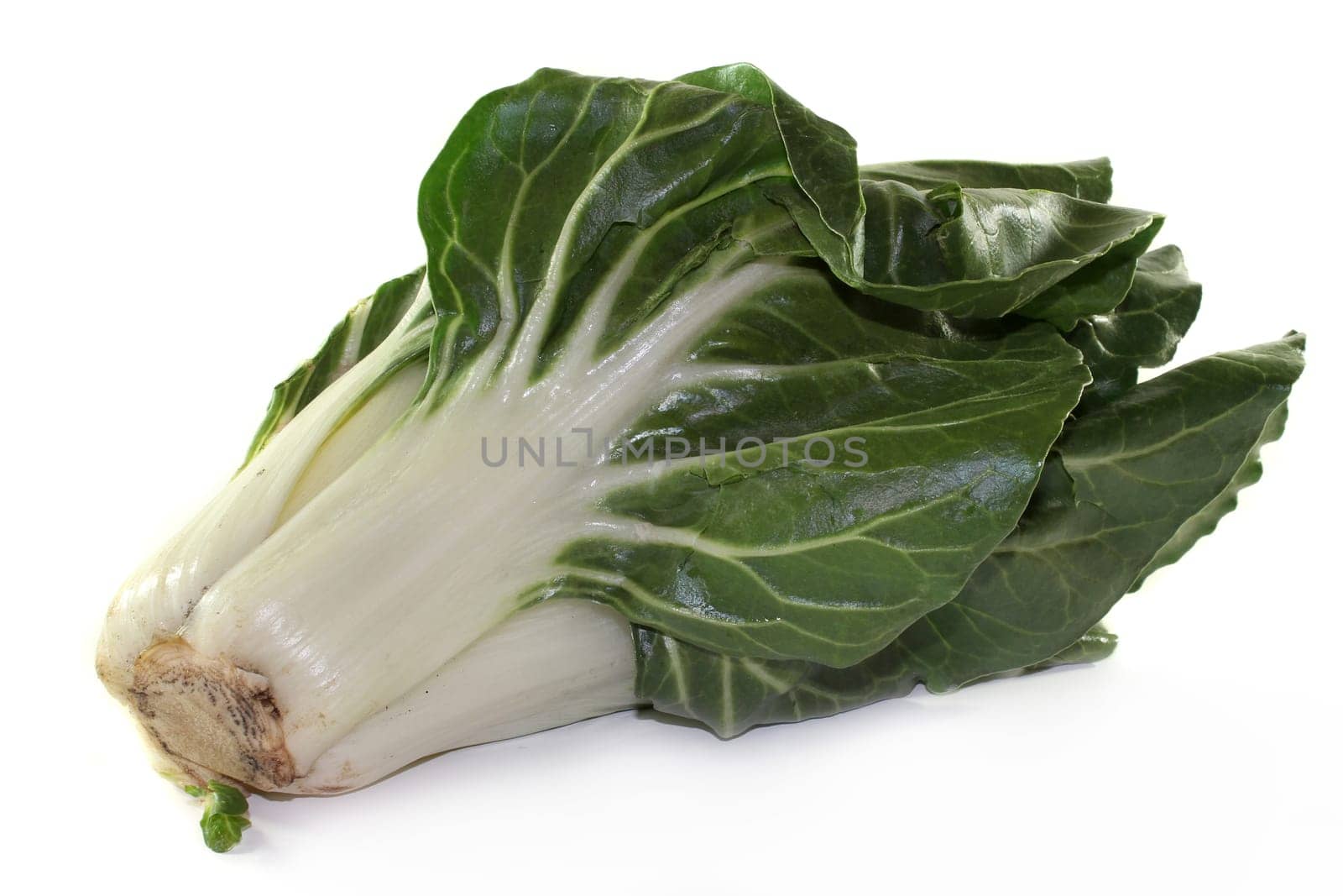 a chard plant against a white background