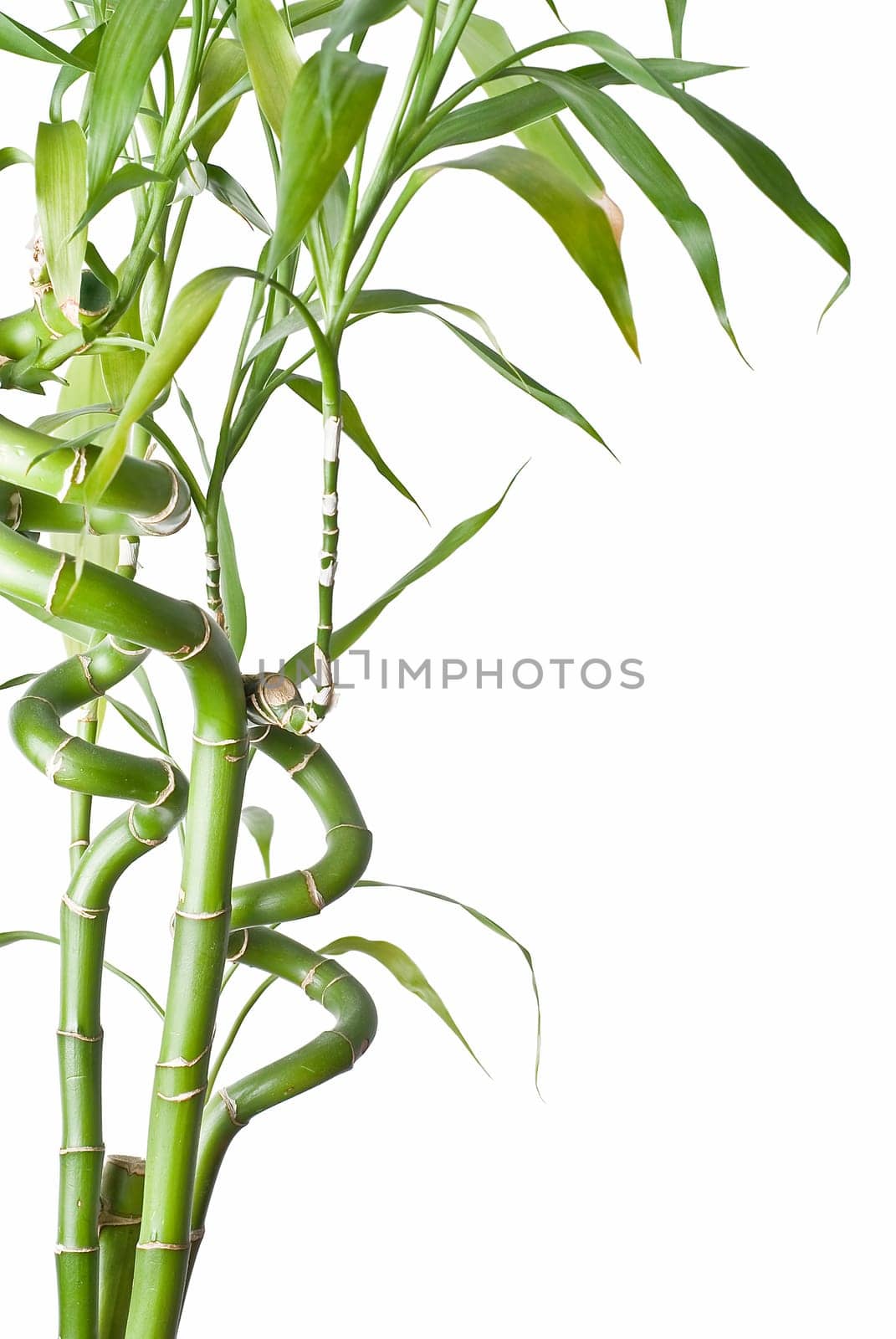 Green and fresh bamboo plants over a white background.