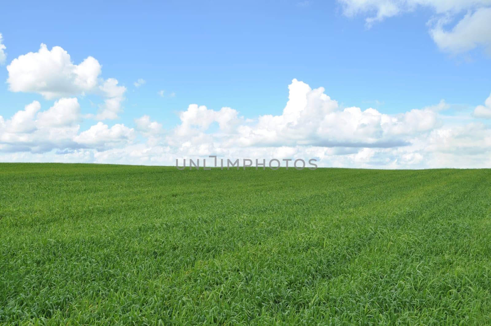 field of green crop and blue sky with white clouds