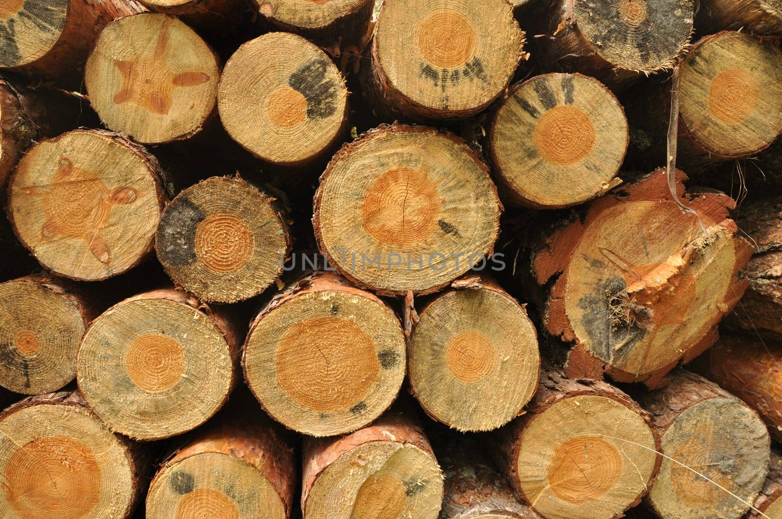 a lot of pile of wood in summer forest.