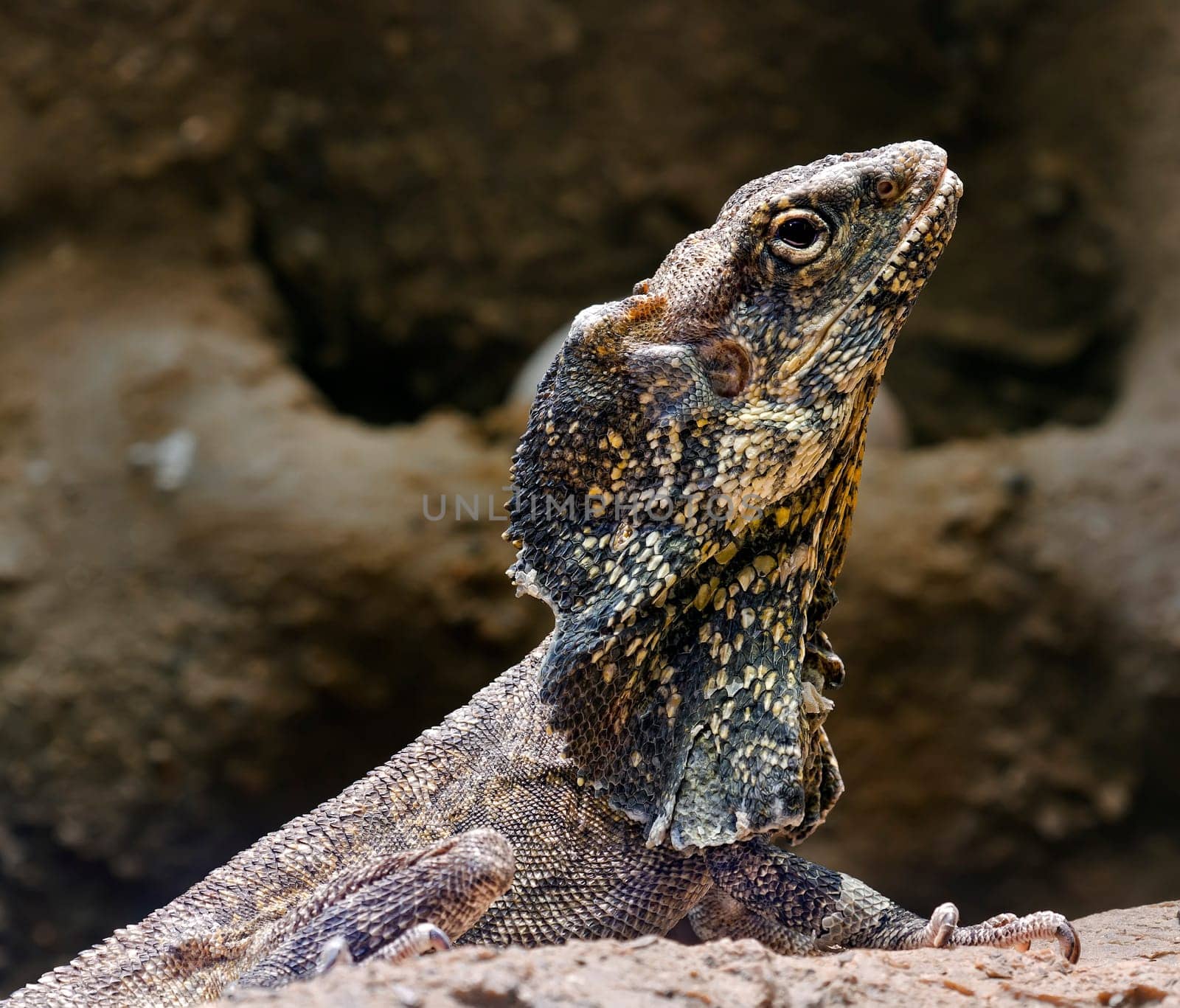 Popular as pets, bearded dragons or beardies are moderately sized lizards native to Australia.