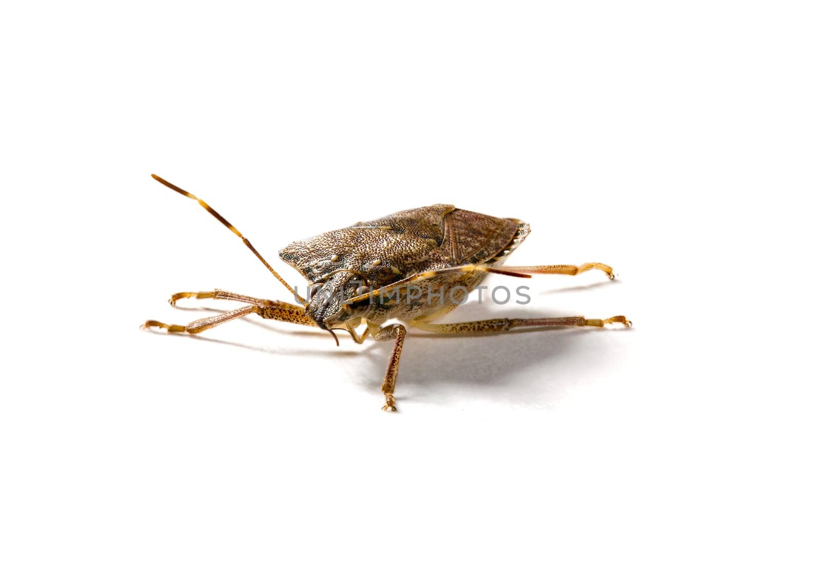 Front view of a stink bug or shield insect in macro image and isolated against white