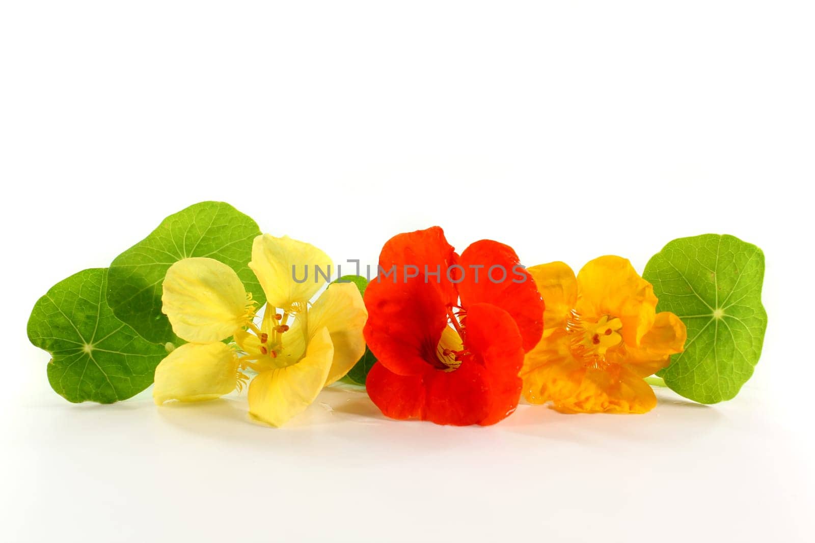 Yellow and orange nasturtiums against white background