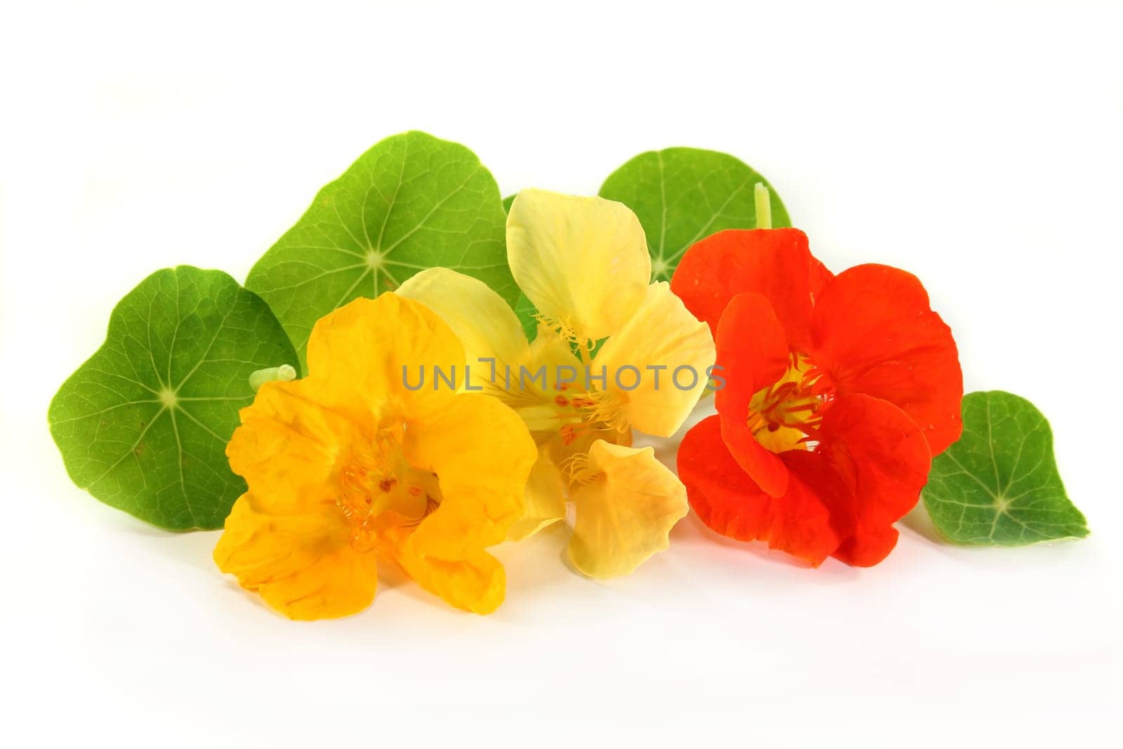 Yellow and orange nasturtiums against white background