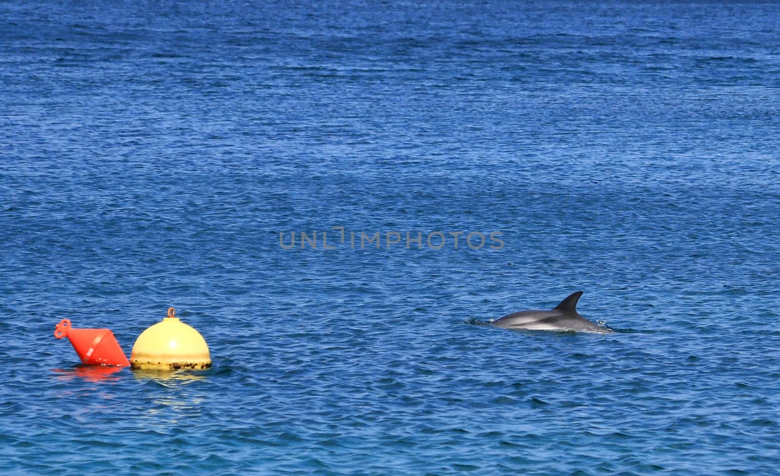Dolphin