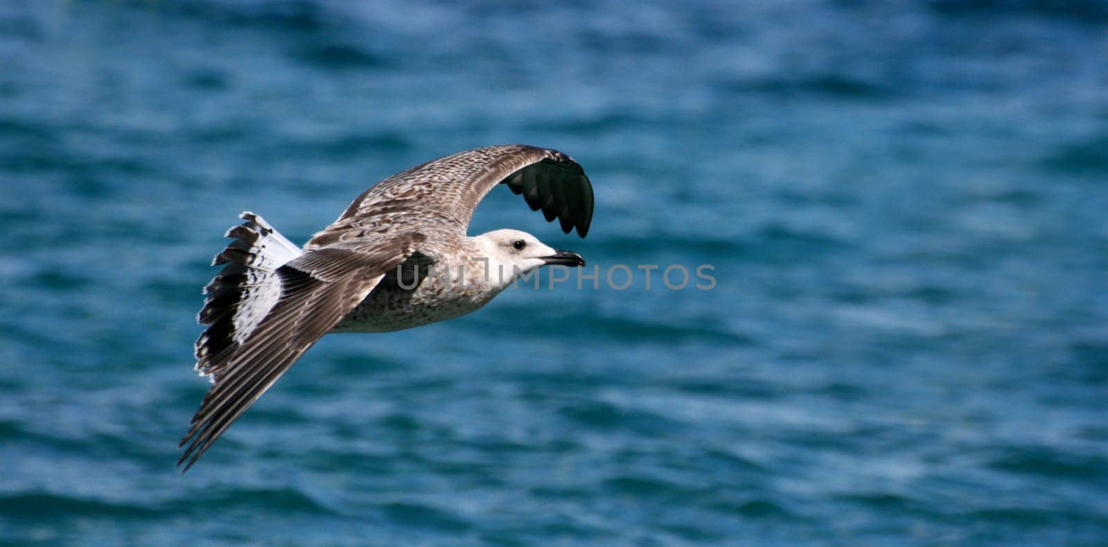 Gull