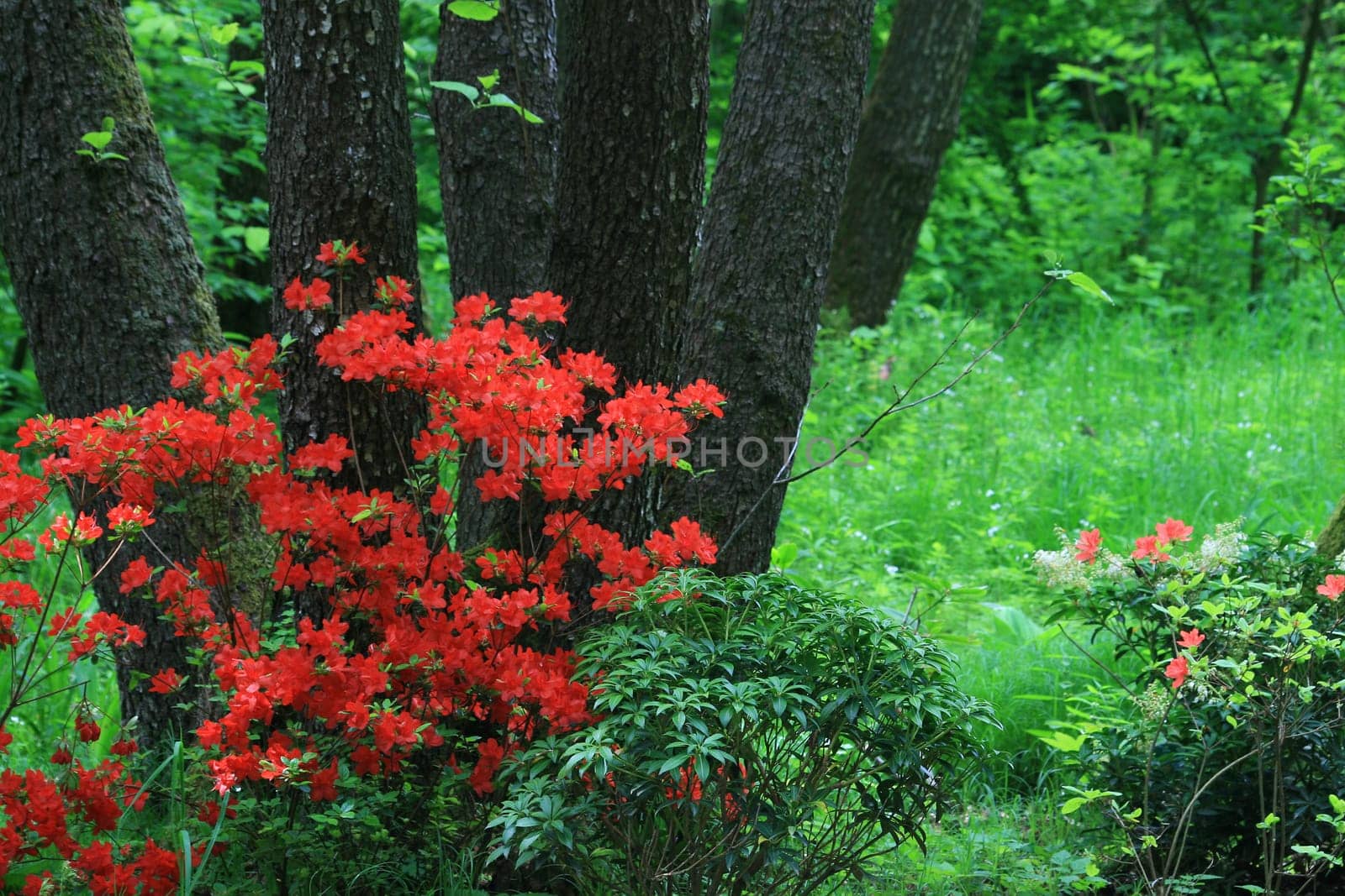 Azalea