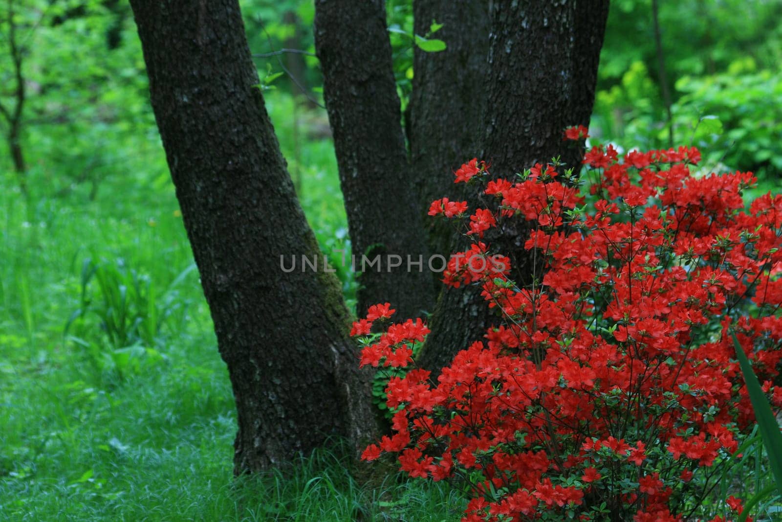 Azalea