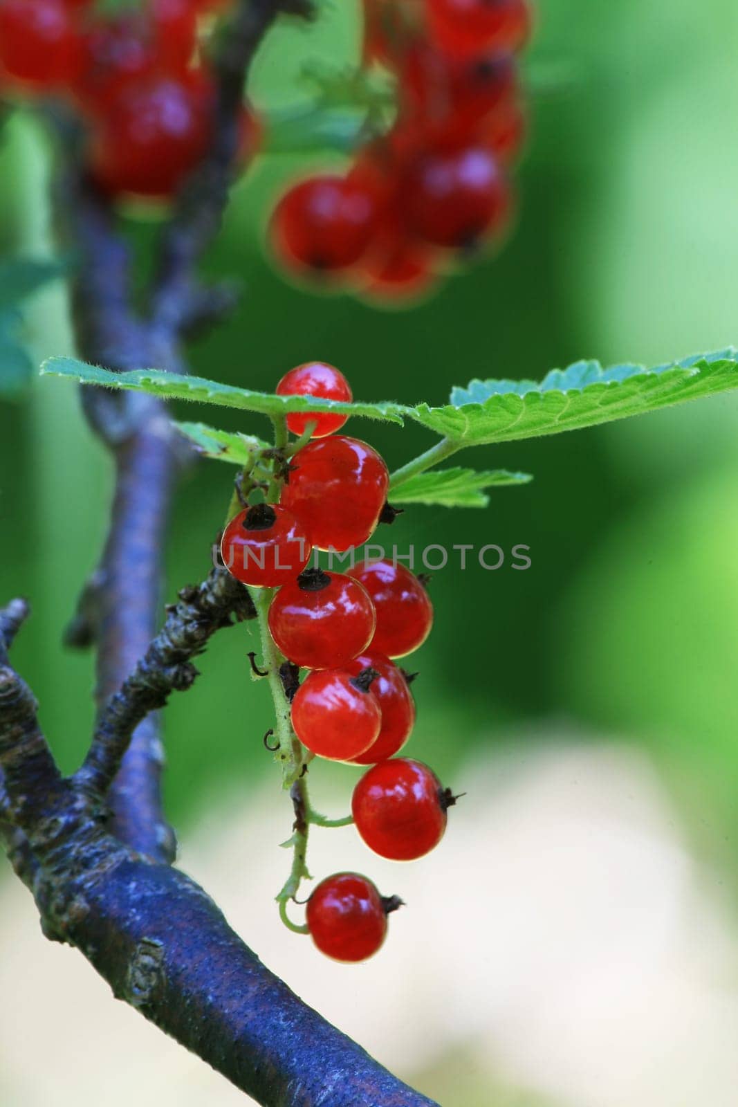 currant