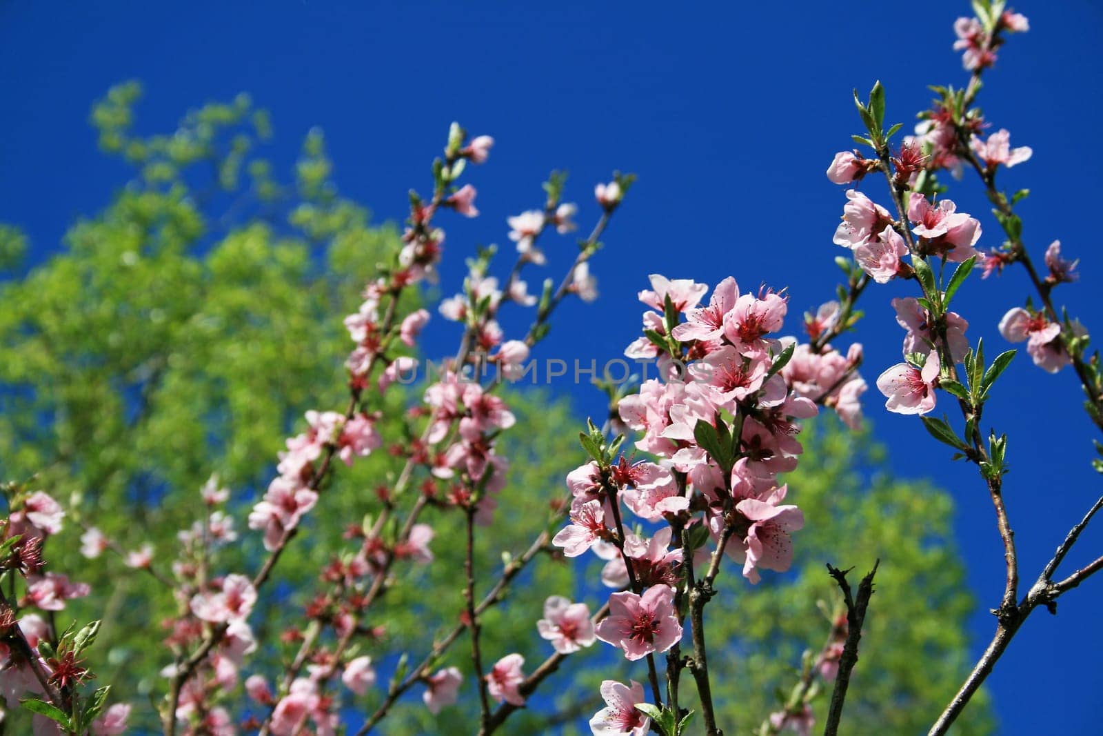 Peach Tree Blossom