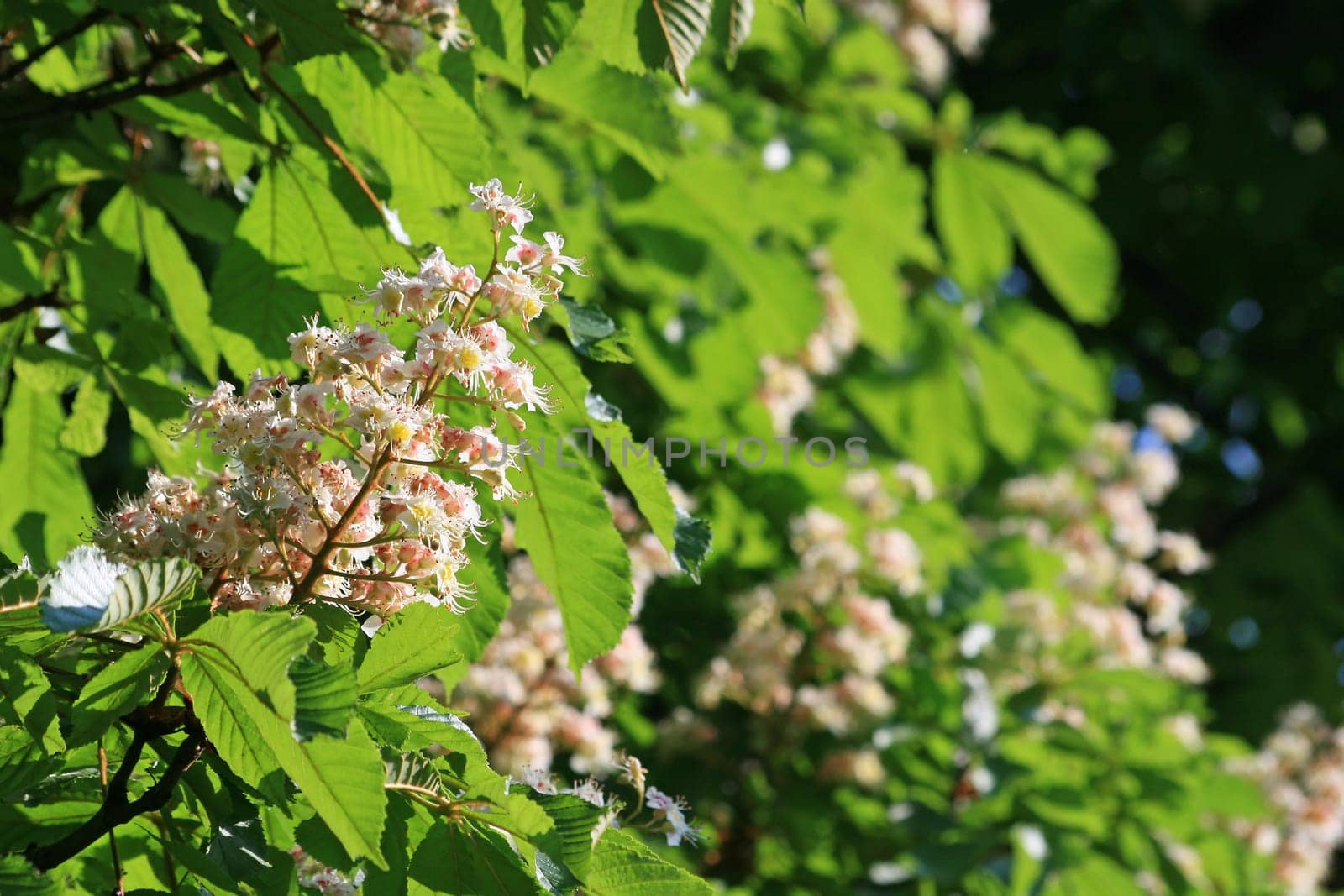 Chestnut blossom