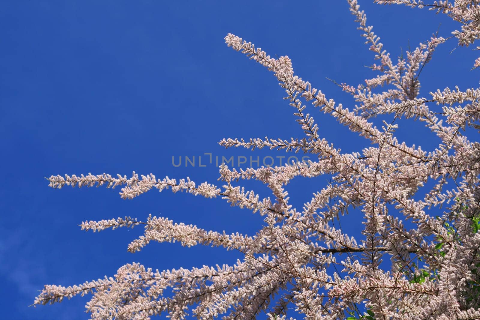 Tamarisk