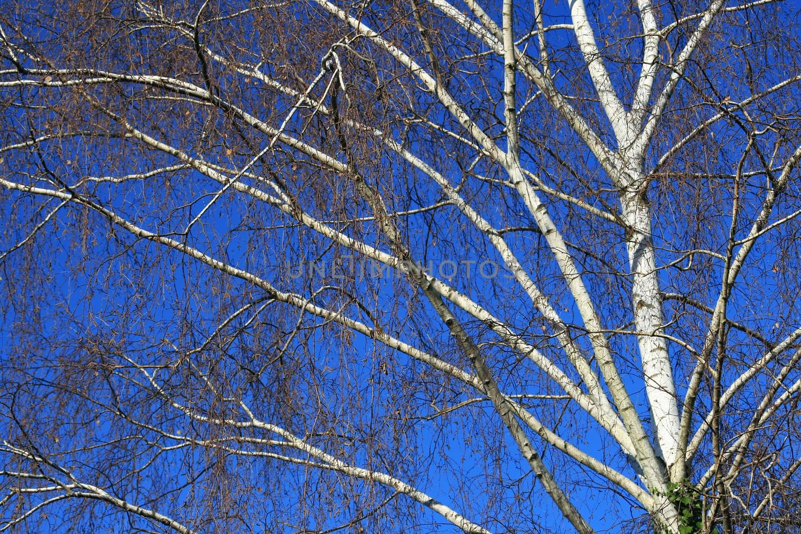 tree without christmas