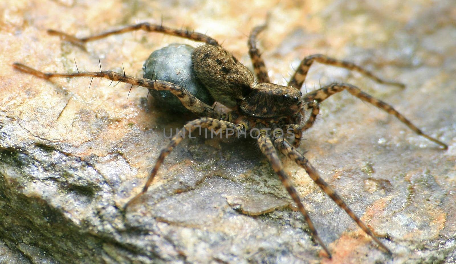 Spider