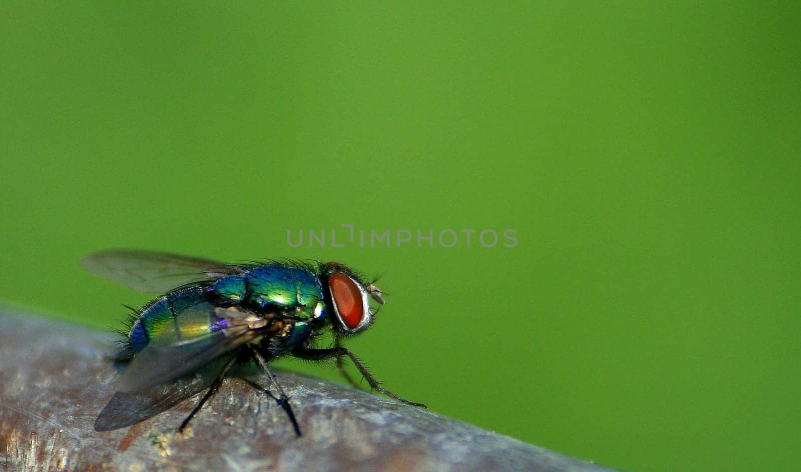 Fly
