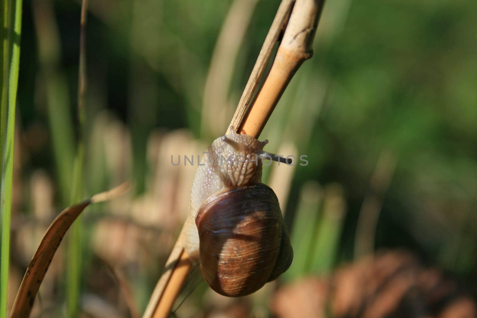 Snail