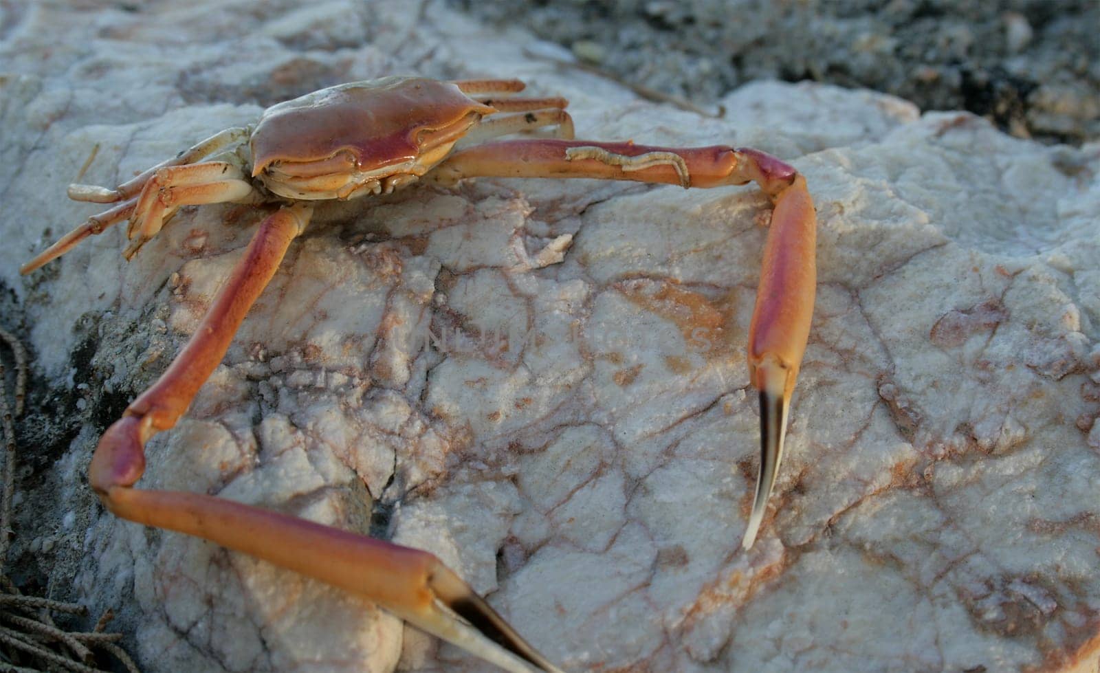 Crab