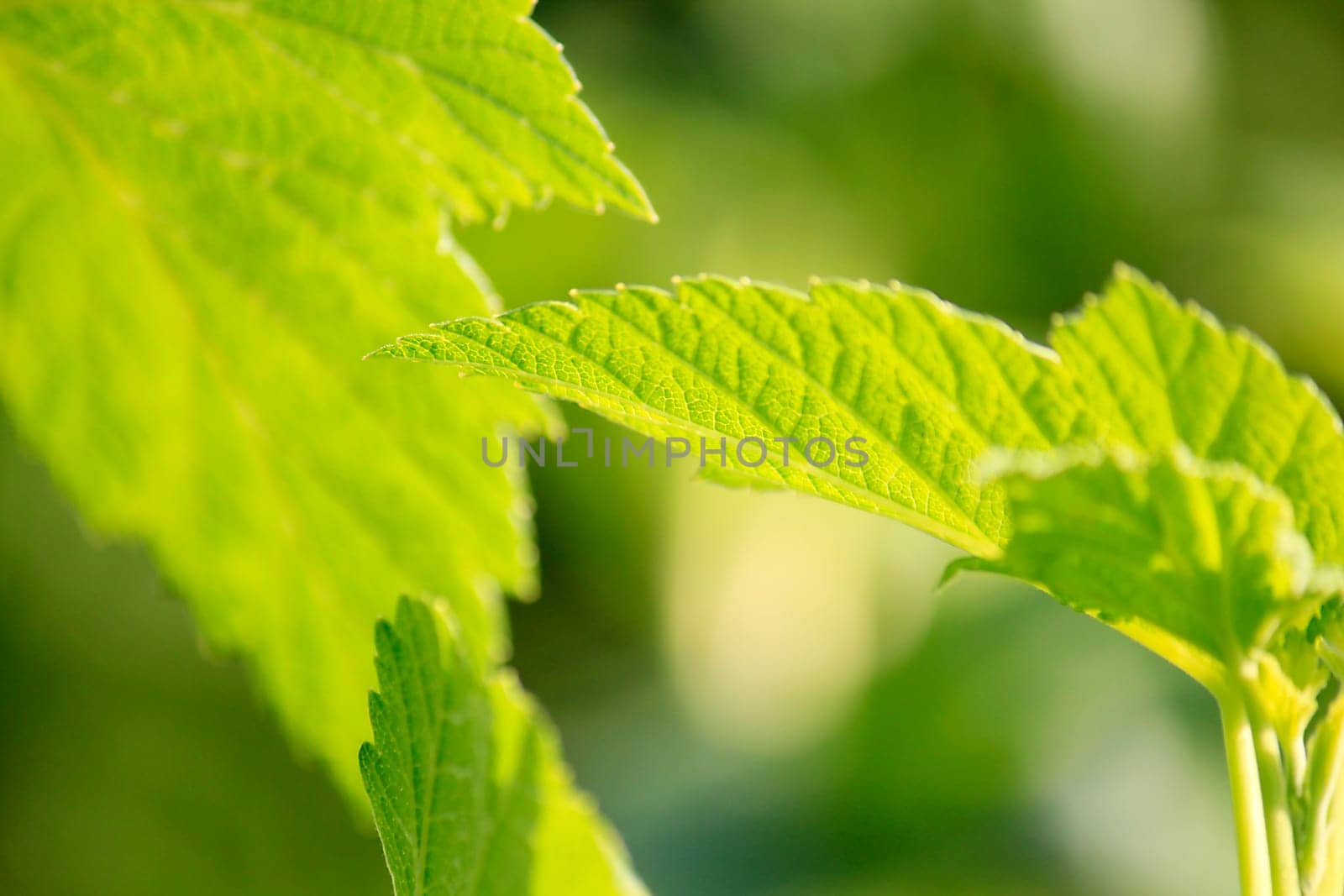 Background - Green Leaves 12