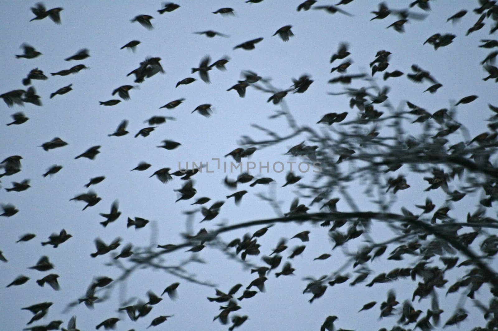 Flock of birds