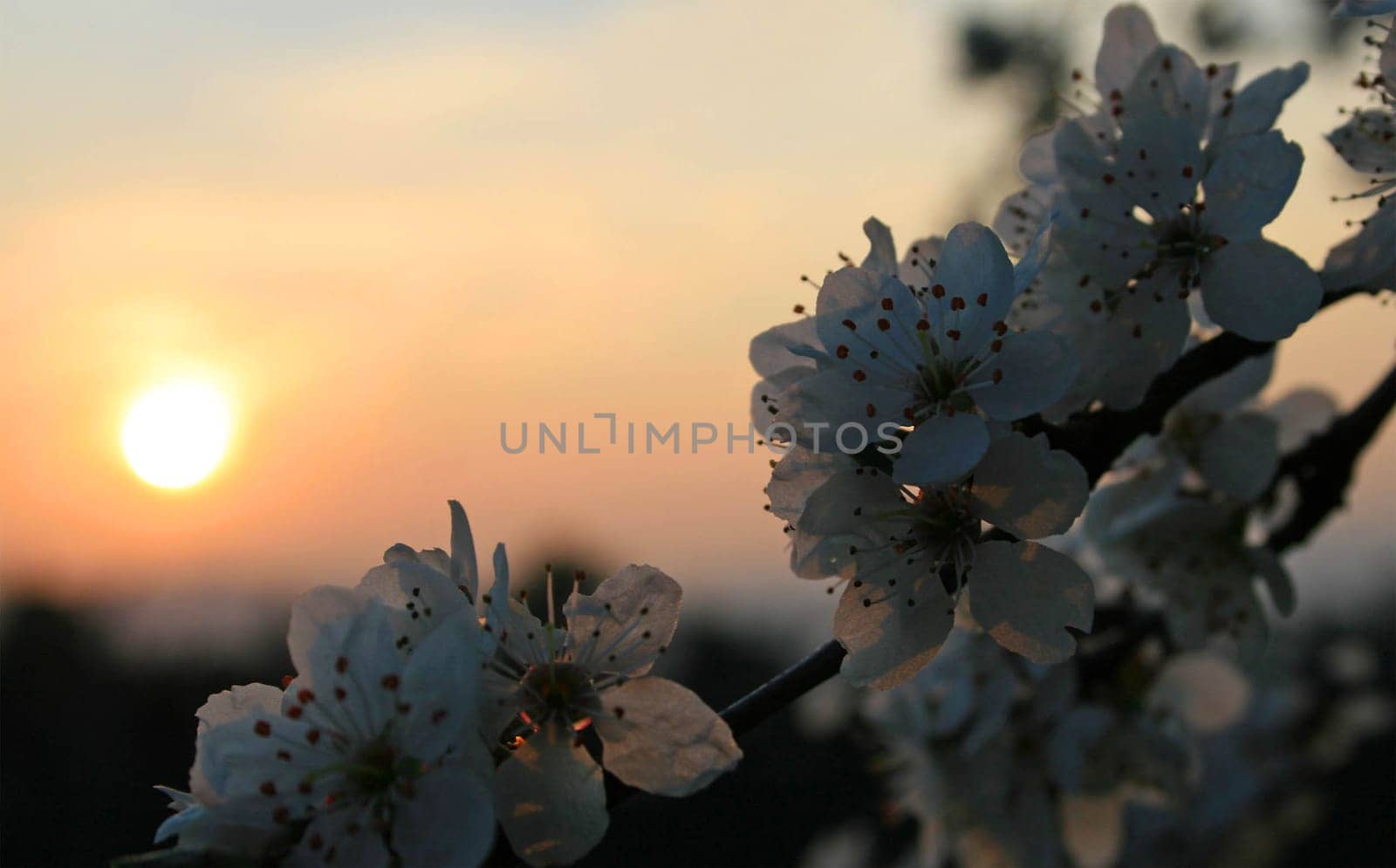 Sunset in spring