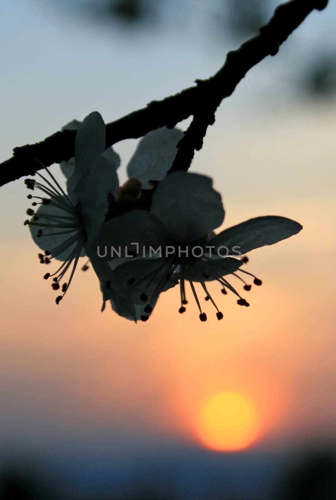 Sunset in spring