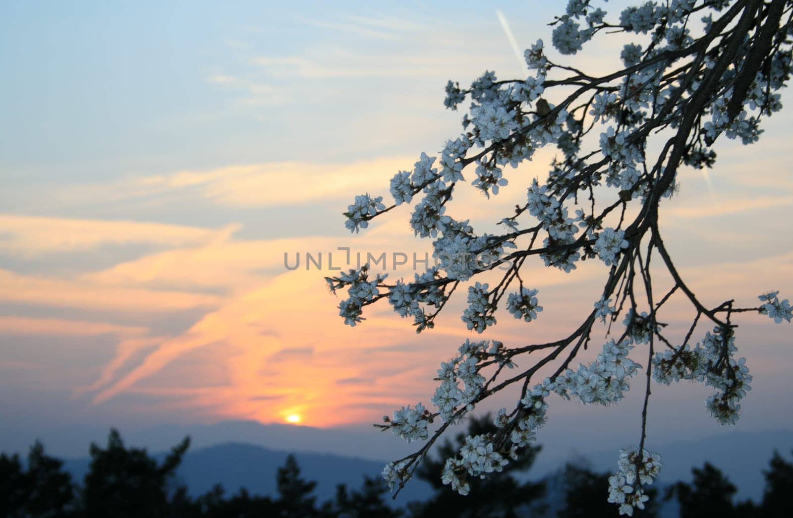 Sunset in spring