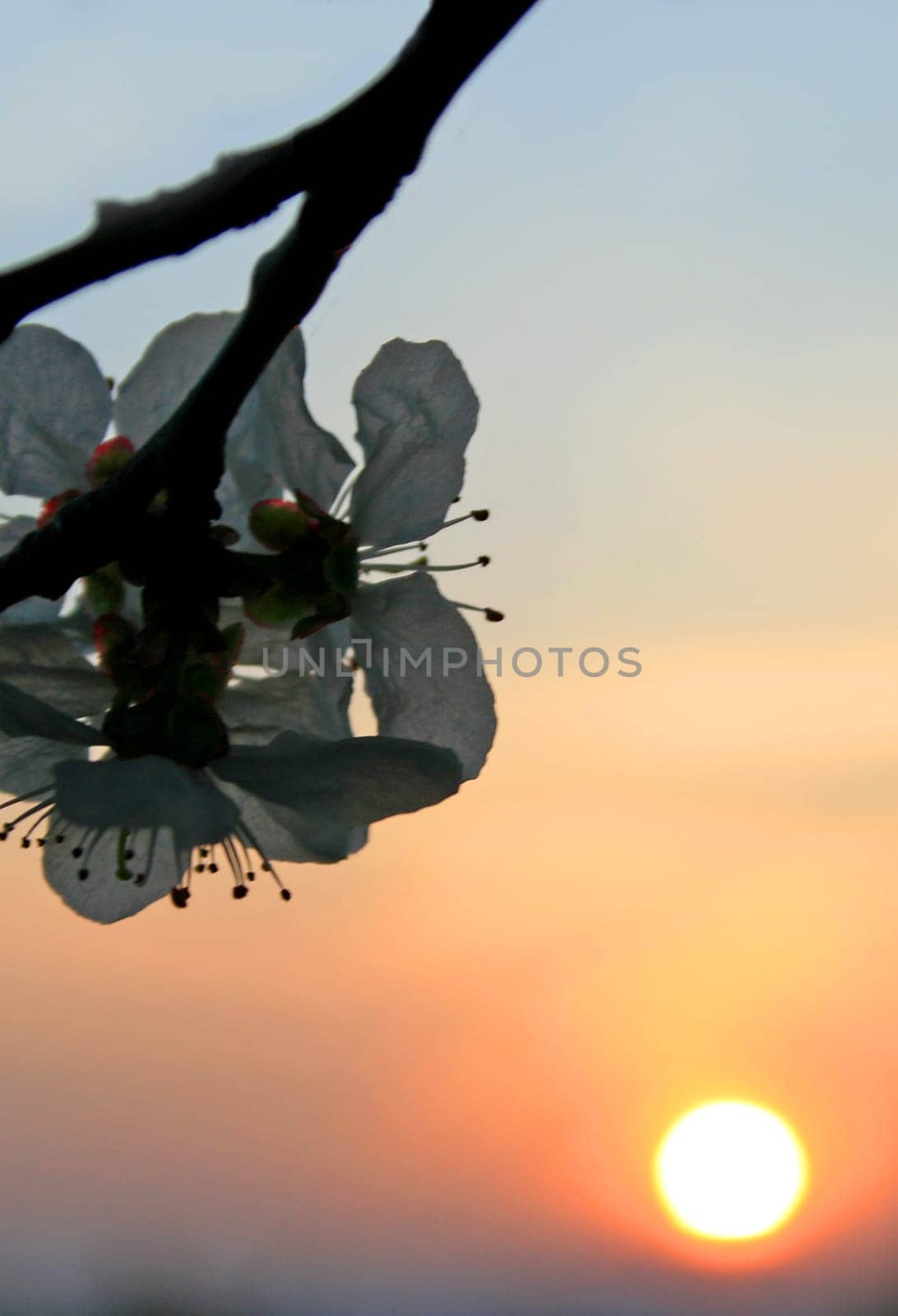 Sunset in spring
