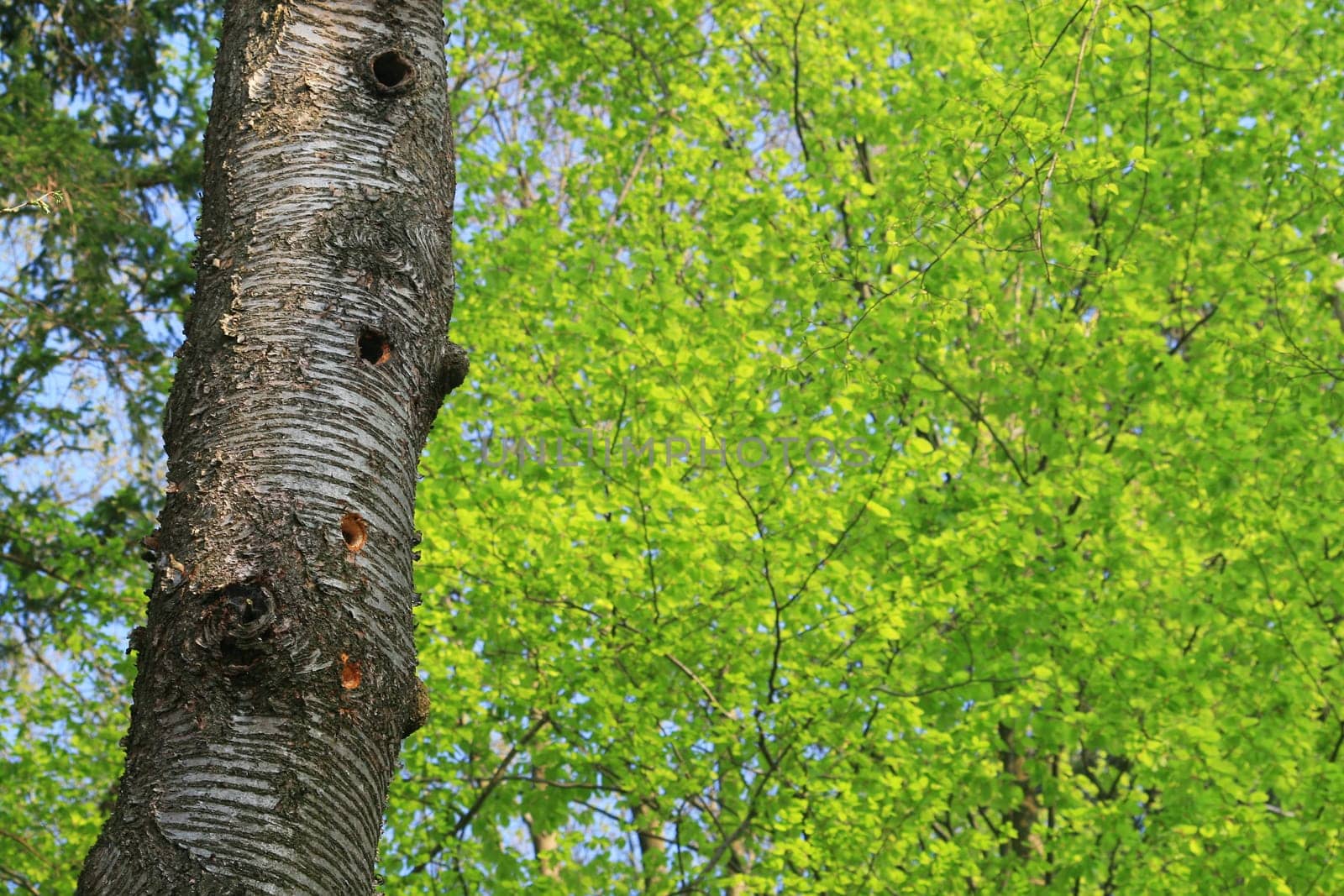 Woodpecker Hole