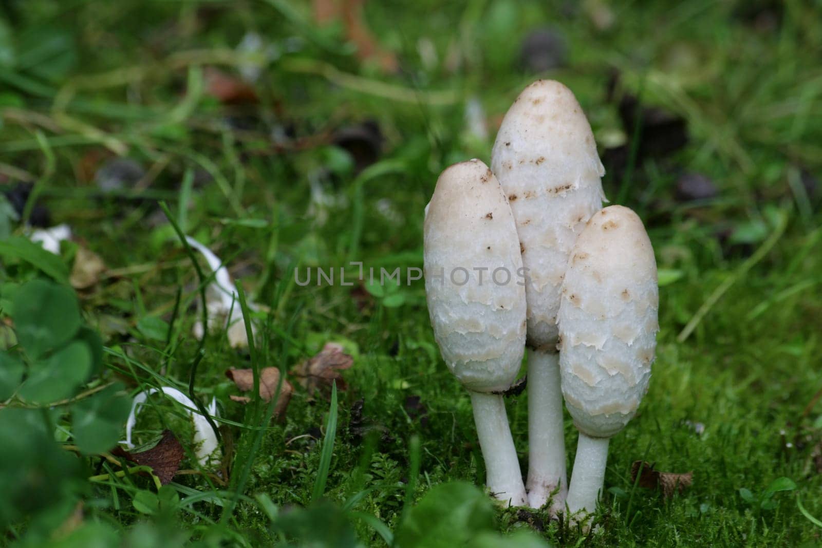 Shaggy mane