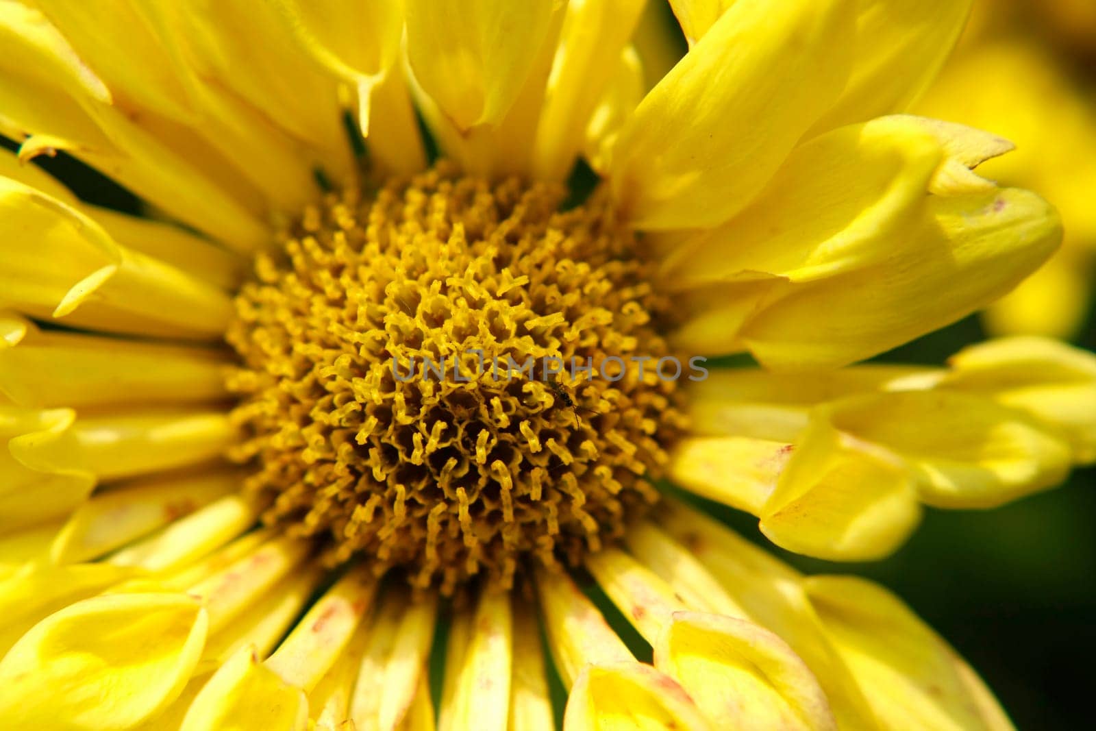 Macro shot of a yellow aster flower with insects
