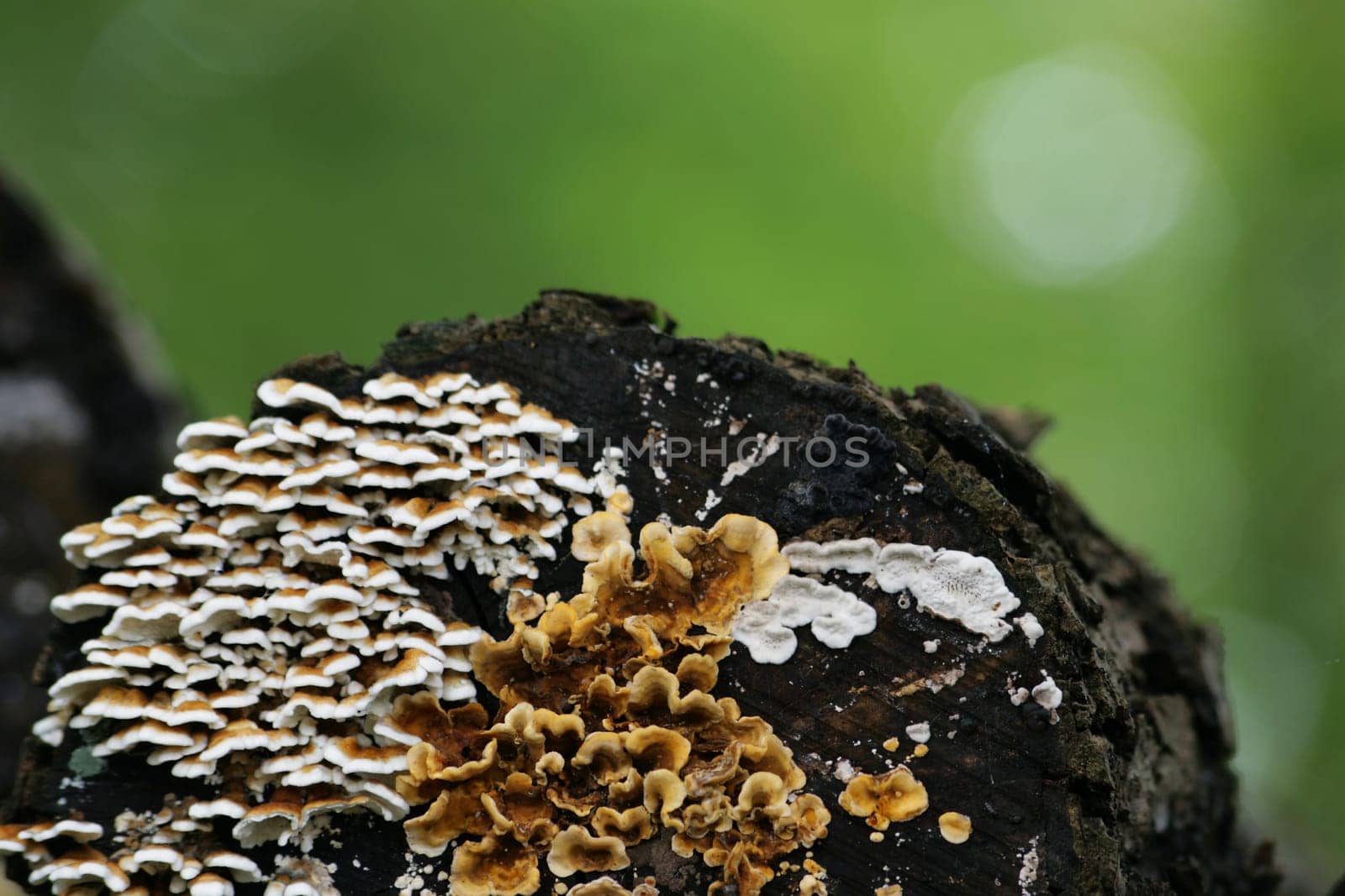 Mushroom