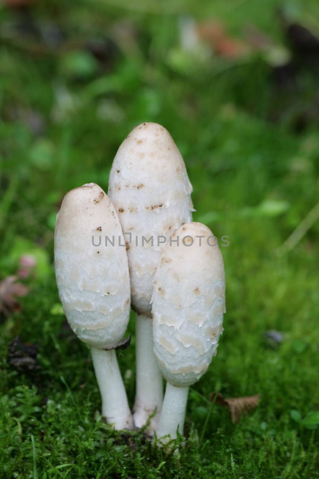 Shaggy mane