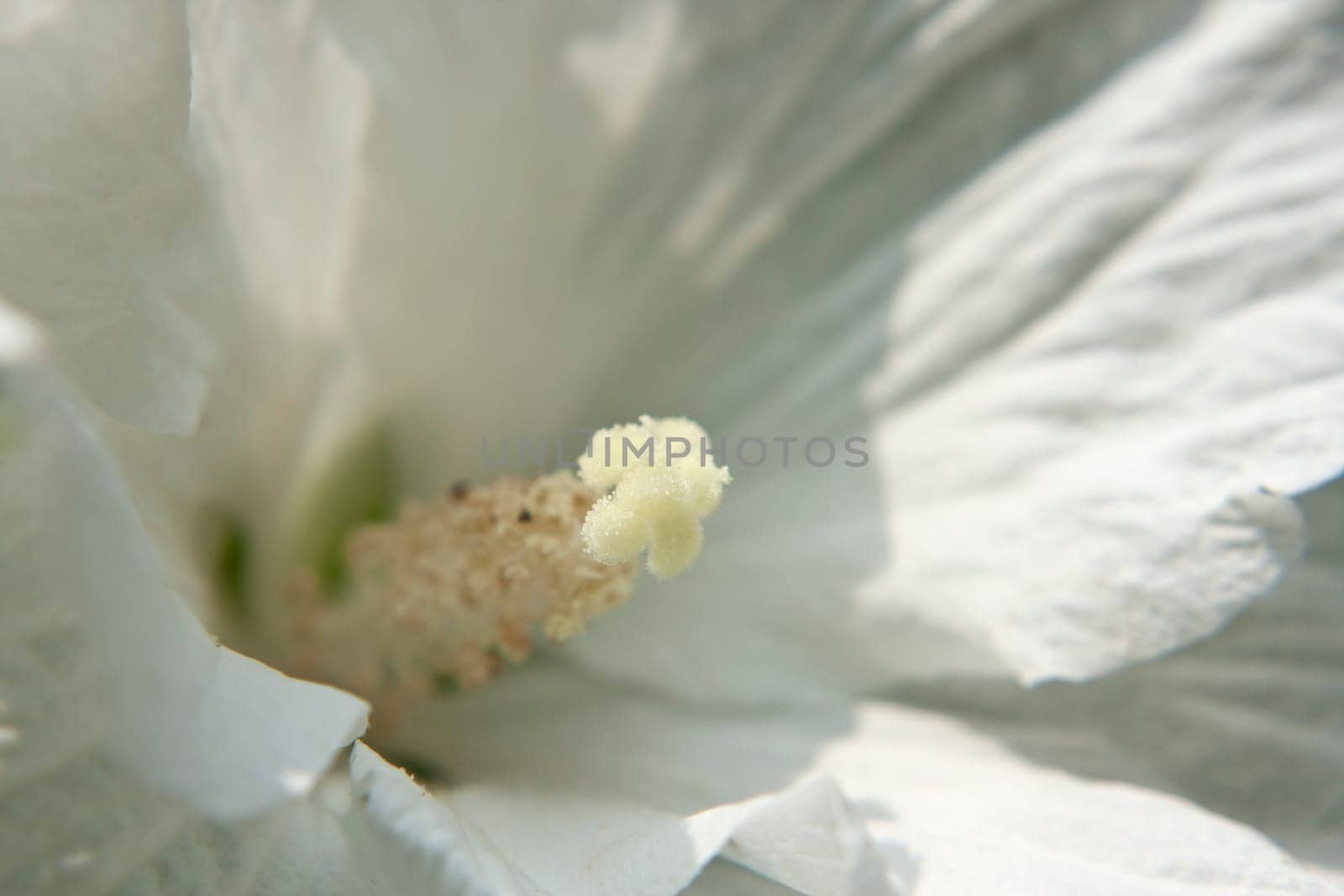 Macro shot of a pistil of a garden hibiscus