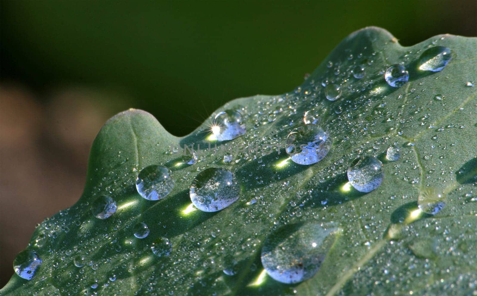 Morning dew